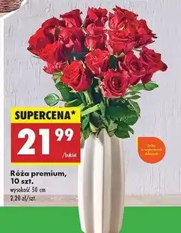 Biedronka Róże premium 50 cm oferta