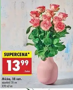 Biedronka Róże oferta