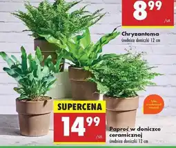 Biedronka Paproć w doniczce ceramicznej oferta