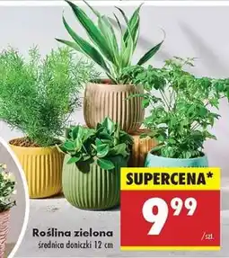 Biedronka Roślina zielona oferta