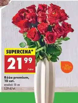 Biedronka Róża Premium 10 szt oferta
