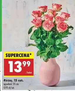 Biedronka Róźa 15 szt oferta
