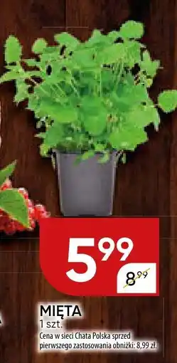 Chata Polska Mięta Chata Polska oferta