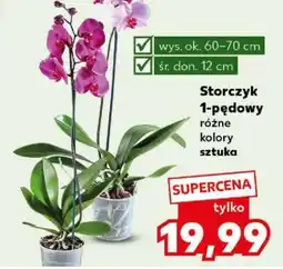 Kaufland Storczyk 1-pędowy oferta