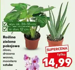 Kaufland Roślina zielona pokojowa oferta