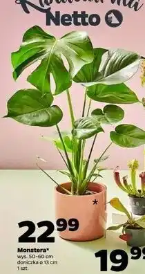 Netto Monstera oferta