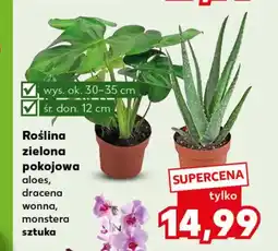 Kaufland Roślina doniczkowa Ok oferta