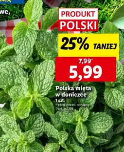 Lidl Mięta polska w doniczce Ryneczek Lidla oferta