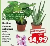 Kaufland Monstera don. 12 cm oferta
