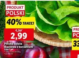Lidl Polska sałata masłowa z korzeniem oferta