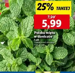 Lidl Polska mięta w doniczce oferta