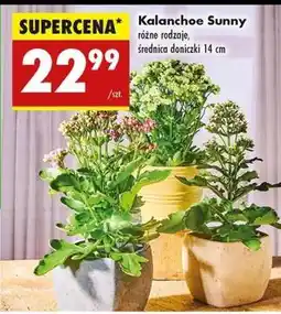 Biedronka Kalanchoe Sunny oferta