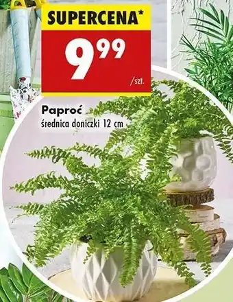 Biedronka Paproć oferta