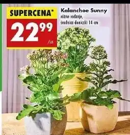 Biedronka Kalanchoe sunny 14 cm oferta
