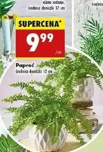 Paproć don. 12 cm