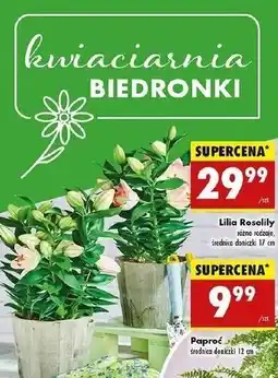 Biedronka Lilia śr. don. 17 cm oferta