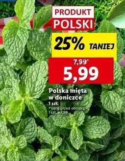 Lidl Mięta w donicze oferta