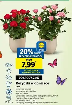 Lidl Różyczki w doniczce 10.5 cm białe oferta