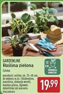 ALDI Maranta 12 cm Gardenline oferta
