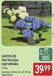 ALDI Hortensja ogrodowa Gardenline oferta