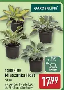 ALDI Mieszanka host 17 cm Gardenline oferta