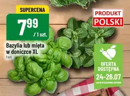 Polomarket Bazylia w doniczce XL POLOmarket oferta