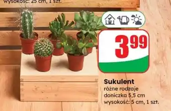 Dino Sukulent oferta