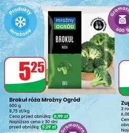 Dino Brokuł róża Mroźny Ogród oferta
