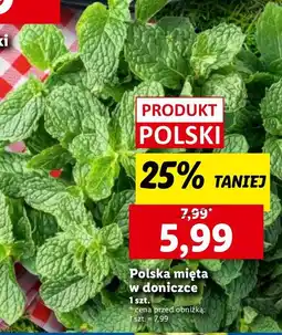 Lidl Mięta w doniczce Lidl oferta