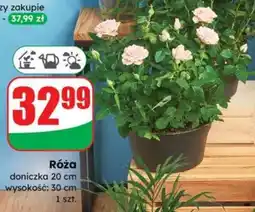 Dino Róża oferta