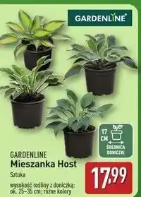 ALDI Hosta Gardenline oferta