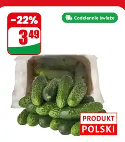 Dino Ogórek gruntowy Dino oferta