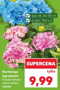 Kaufland Hortensja Ok oferta