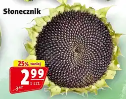 Prim Market Słonecznik Prim Market oferta