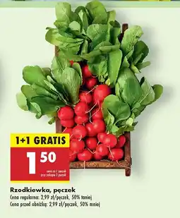 Biedronka Rzodkiewka Biedronka oferta