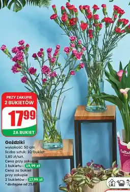 Dino Goździki 50 cm oferta