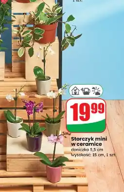 Dino Storczyk mini oferta
