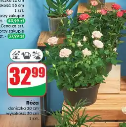 Dino Róża czerwona 20 cm oferta