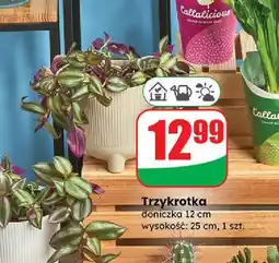 Dino Trzykrotka oferta