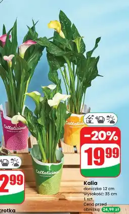 Dino Kalia don. 12 cm oferta