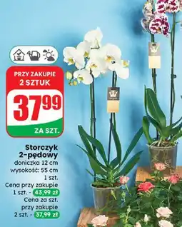 Dino Storczyk 2-pędowy wys. 55 cm oferta