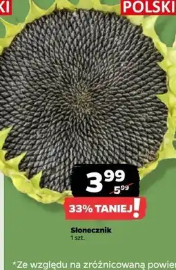 Netto Słonecznik oferta