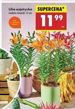 Biedronka Lilia azjatycka oferta