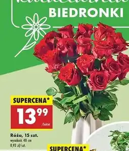 Biedronka Róża 40 cm oferta