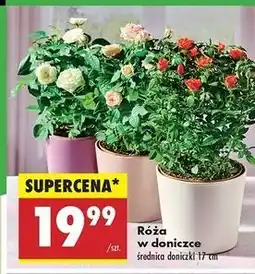 Biedronka Róża w doniczce oferta