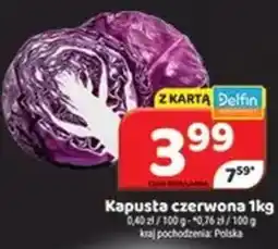Delfin Kapusta czerwona oferta