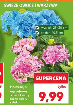 Kaufland Hortensja ogrodowa oferta