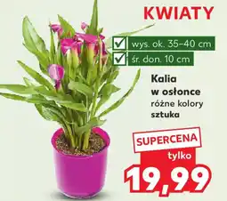 Kaufland Kalia w osłonce oferta