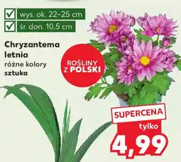 Kaufland Chryzantema letnia oferta