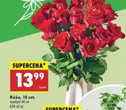Biedronka Róźa 15 szt oferta